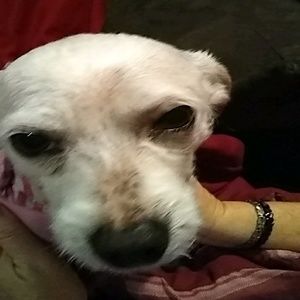 Meet your Posher, Pat